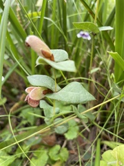 Platylobium obtusangulum