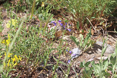 Penstemon watsonii