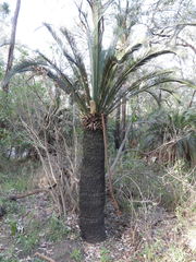 Macrozamia moorei