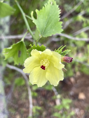 Hibiscus ribifolius