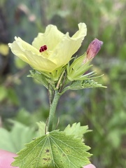 Hibiscus ribifolius