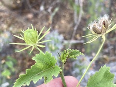 Hibiscus ribifolius