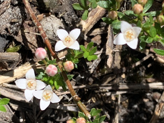 Cyanothamnus nanus nanus