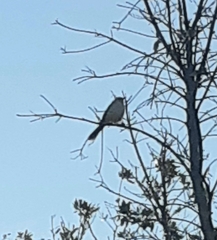 Mimus saturninus