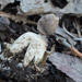 Geastrum Subsect. Quadrifida - Photo (c) Linda Gail Price, some rights reserved (CC BY-NC), uploaded by Linda Gail Price