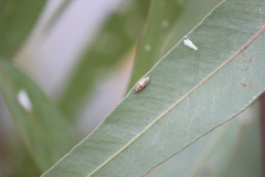 Eucalyptolyma maideni