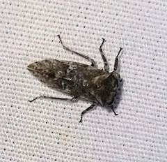 Microcentrus perditus