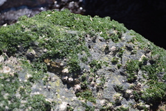 Ulvophyceae