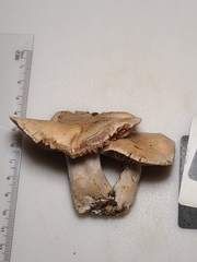 Cortinarius subpulchrifolius