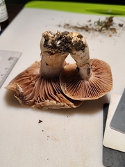 Cortinarius subpulchrifolius