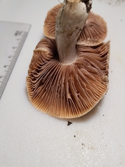Cortinarius subpulchrifolius