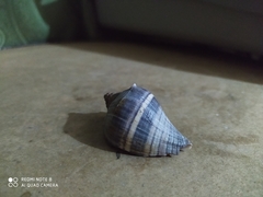 Melongena