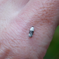 Trachypepla amphileuca