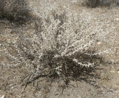 Tetradymia stenolepis