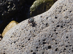 Pachygrapsus socius
