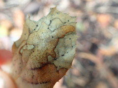 Coccomyces dentatus