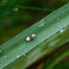 Trachypepla amphileuca
