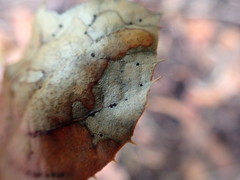 Coccomyces dentatus