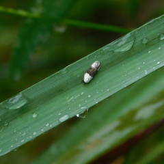 Trachypepla amphileuca