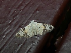 Araeopteron epiphracta