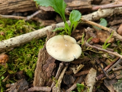 Hygrophorus occidentalis