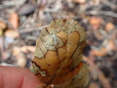 Coccomyces dentatus
