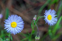 Erigeron formosissimus