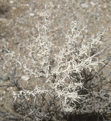Tetradymia stenolepis