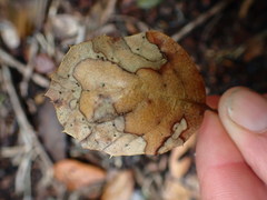 Coccomyces dentatus