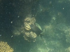 Neoglyphidodon melas