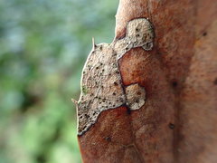 Coccomyces dentatus