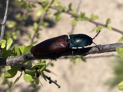 Chalcolepidius rubripennis