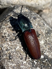 Chalcolepidius rubripennis