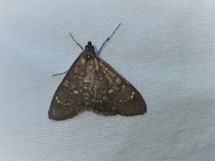 Mecyna mustelinalis
