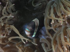 Amphiprion latezonatus