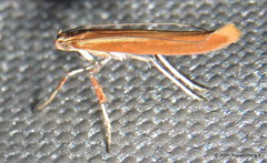 Caloptilia invariabilis