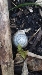 Webbhelix multilineata