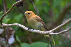 Pomarea dimidiata