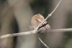 Pindis squamistriga