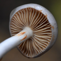 Cortinarius salor