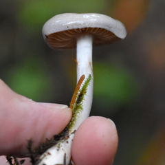 Cortinarius salor