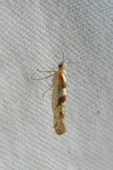 Argyresthia chalcochrysa