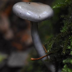 Cortinarius salor