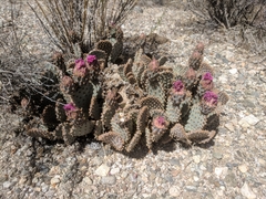 Opuntia basilaris brachyclada