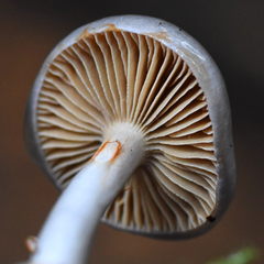 Cortinarius salor