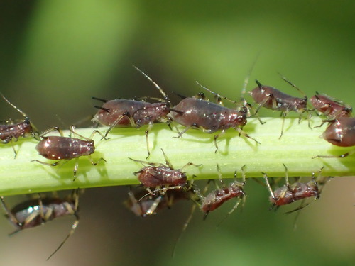 iNaturalist observation photo of Large Daisy Aphids