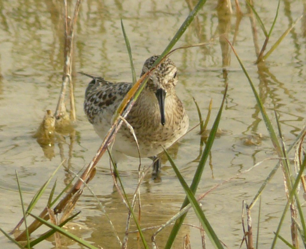 Baird S Sandpiper From Florida Pinellas Dunedin Honeymoon Island