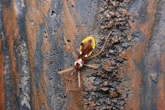 Epidaus famulus