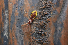 Epidaus famulus