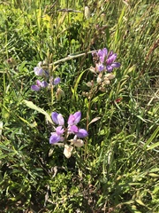 Lupinus variicolor